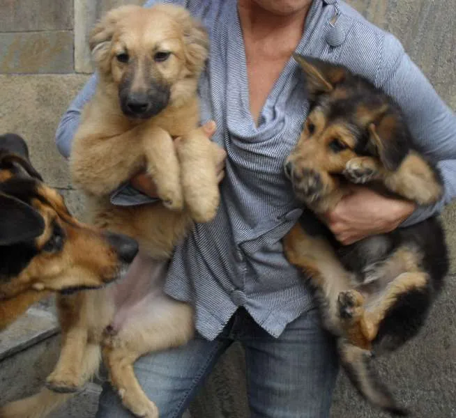 Cachorro ra a SRD idade 2 a 6 meses nome Sophie