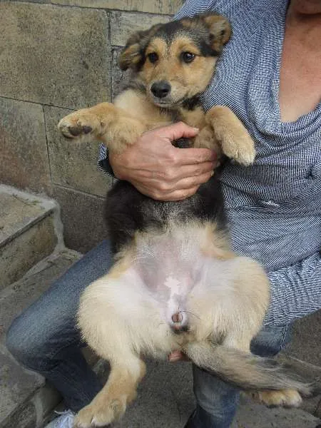 Cachorro ra a SRD idade 2 a 6 meses nome Sophie
