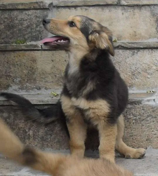 Cachorro ra a SRD idade 2 a 6 meses nome Sophie