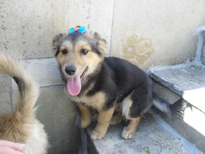 Cachorro ra a SRD idade 2 a 6 meses nome Sophie