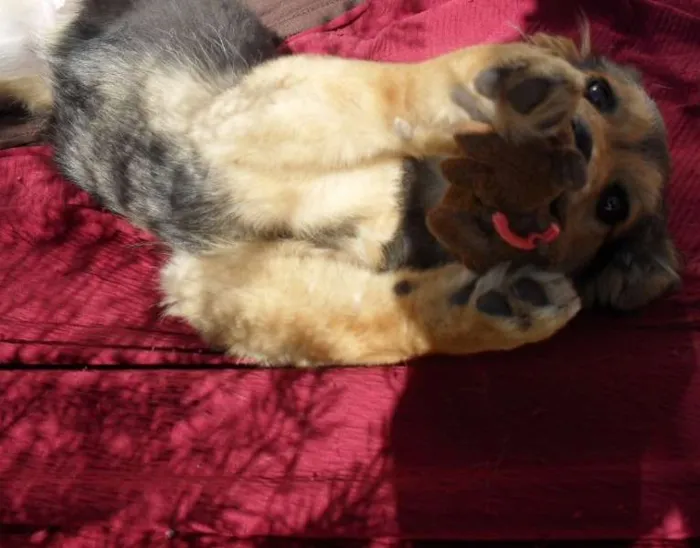 Cachorro ra a SRD idade 2 a 6 meses nome Sophie