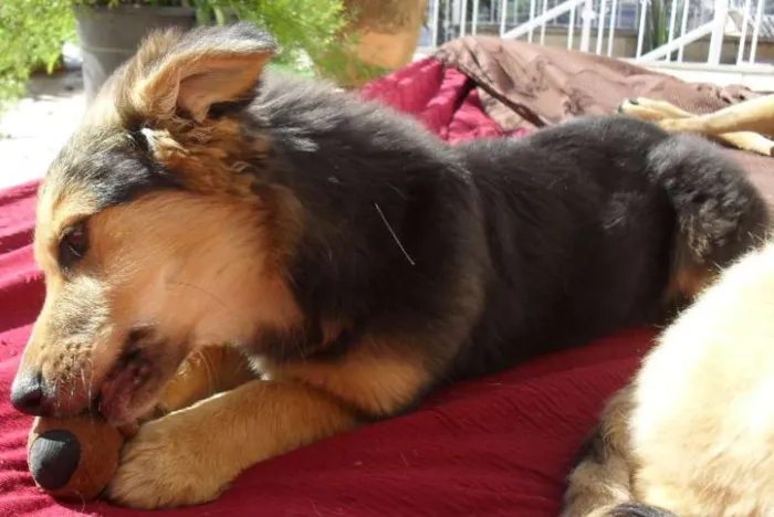 Cachorro ra a SRD idade 2 a 6 meses nome Sophie