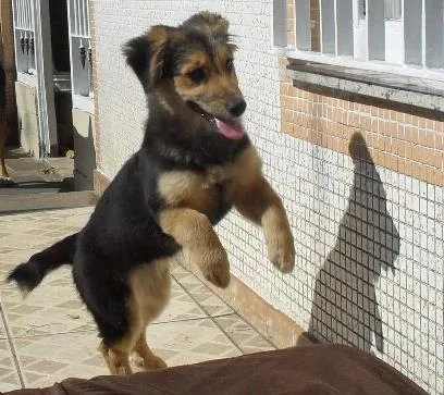 Cachorro ra a SRD idade 2 a 6 meses nome Sophie