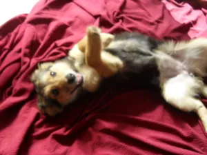 Cachorro raça SRD idade 2 a 6 meses nome Sophie