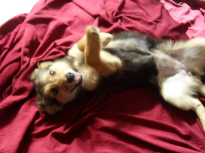 Cachorro ra a SRD idade 2 a 6 meses nome Sophie