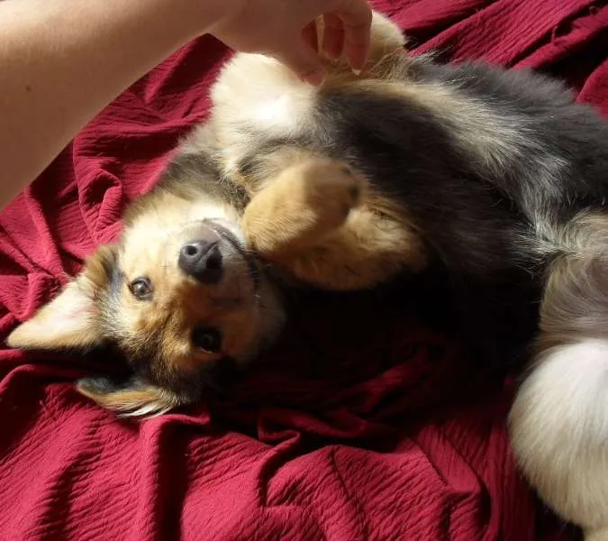 Cachorro ra a SRD idade 2 a 6 meses nome Sophie