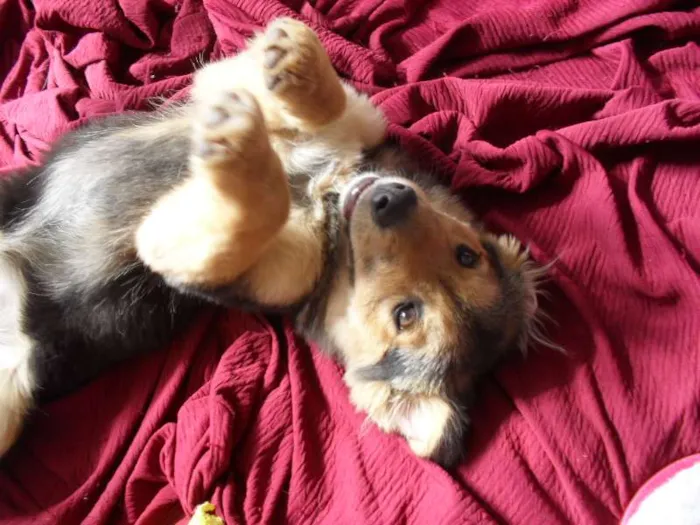 Cachorro ra a SRD idade 2 a 6 meses nome Sophie