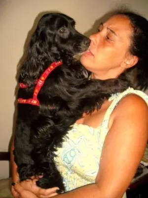 Cachorro raça Cocker idade  nome Lupy