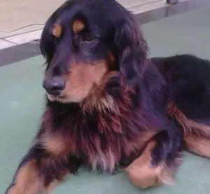 Cachorro raça SRD idade 5 anos nome Arcos