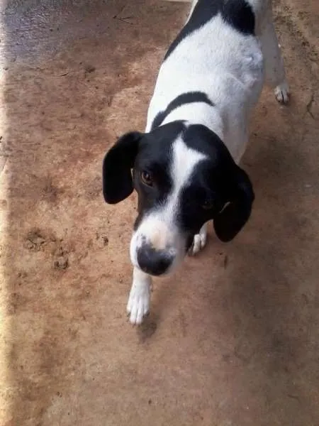 Cachorro raça SRD idade 1 ano nome Leila