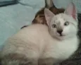 Ferinha e Francisco
