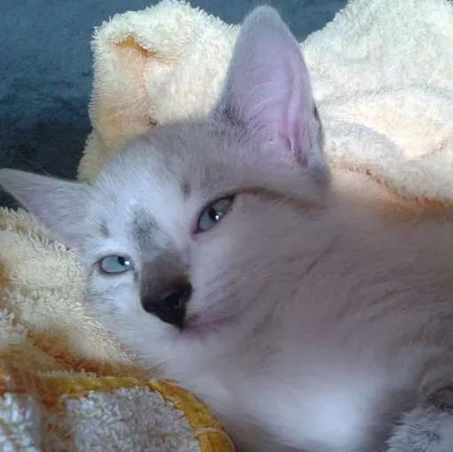 Gato ra a SRD idade 2 a 6 meses nome Ferinha e Francisco
