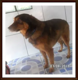 Cachorro raça SRD idade 4 anos nome Chocolate