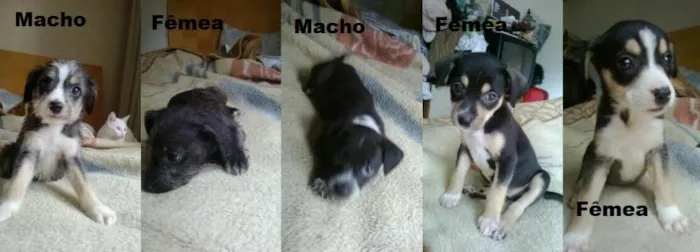 Cachorro raça SRD idade Abaixo de 2 meses nome Não tem