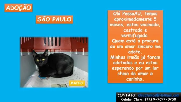 Gato ra a SRD idade 2 a 6 meses nome Pretinho Básico