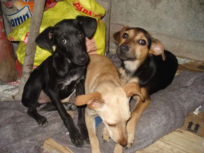 Cachorro raça SRD idade 2 a 6 meses nome Sem nome