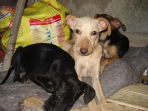 Cachorro raça SRD idade 2 a 6 meses nome Sem nome