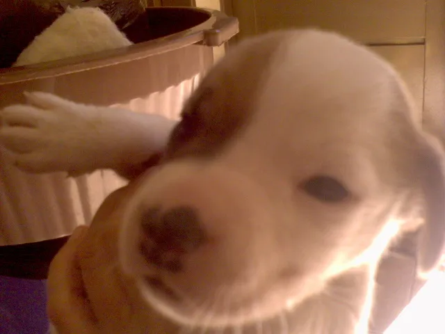 Cachorro ra a SRD idade Abaixo de 2 meses nome FILHOTES