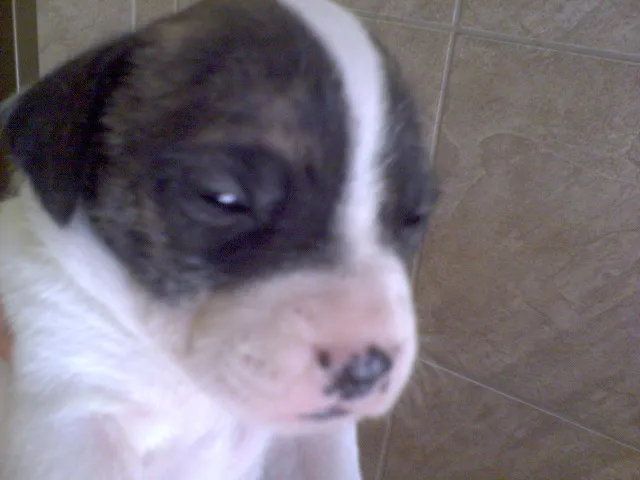 Cachorro ra a SRD idade Abaixo de 2 meses nome FILHOTES