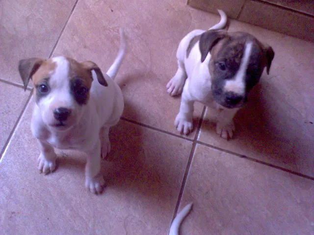 Cachorro ra a SRD idade Abaixo de 2 meses nome FILHOTES