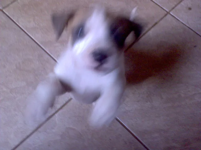 Cachorro ra a SRD idade Abaixo de 2 meses nome FILHOTES
