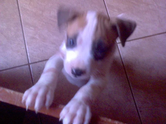 Cachorro ra a SRD idade Abaixo de 2 meses nome FILHOTES