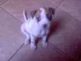 FILHOTES