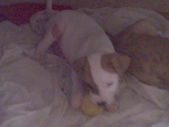 Cachorro ra a SRD idade Abaixo de 2 meses nome FILHOTES
