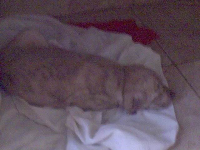 Cachorro ra a SRD idade Abaixo de 2 meses nome FILHOTES