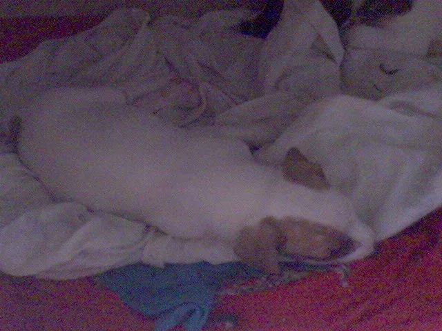 Cachorro ra a SRD idade Abaixo de 2 meses nome FILHOTES