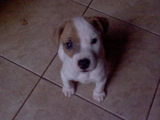 Cachorro ra a SRD idade Abaixo de 2 meses nome FILHOTES