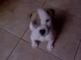 FILHOTES