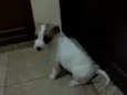 FILHOTES