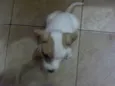 FILHOTES