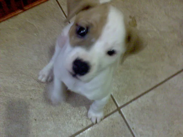 Cachorro ra a SRD idade Abaixo de 2 meses nome FILHOTES