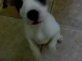 FILHOTES