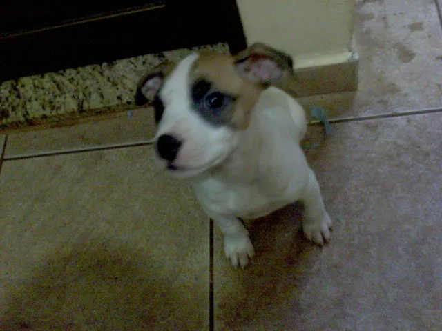 Cachorro ra a SRD idade Abaixo de 2 meses nome FILHOTES