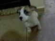 FILHOTES