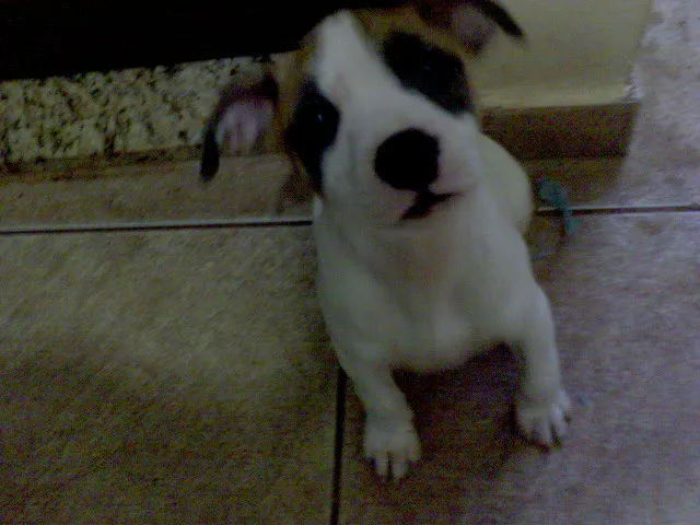 Cachorro ra a SRD idade Abaixo de 2 meses nome FILHOTES