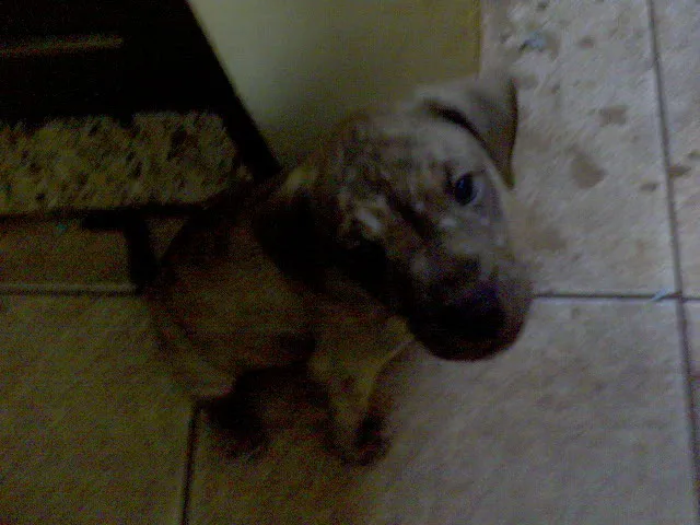 Cachorro ra a SRD idade Abaixo de 2 meses nome FILHOTES