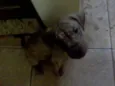 FILHOTES