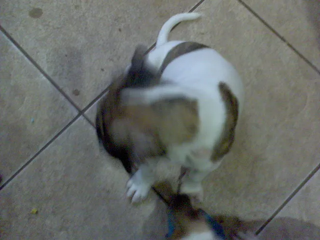 Cachorro ra a SRD idade Abaixo de 2 meses nome FILHOTES