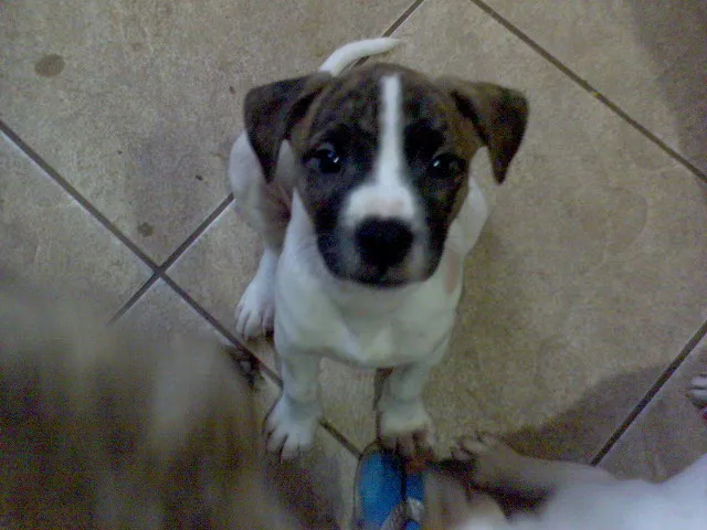Cachorro ra a SRD idade Abaixo de 2 meses nome FILHOTES