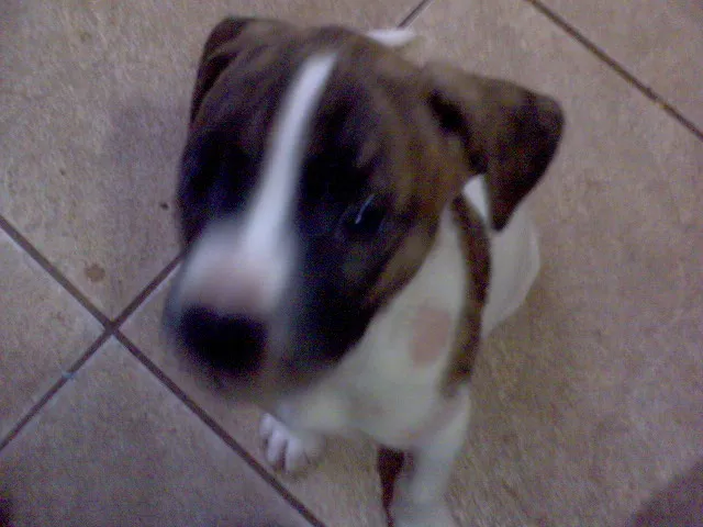 Cachorro ra a SRD idade Abaixo de 2 meses nome FILHOTES