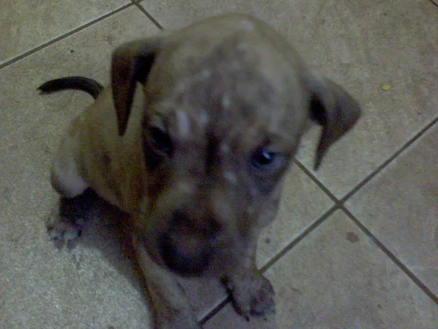 Cachorro ra a SRD idade Abaixo de 2 meses nome FILHOTES