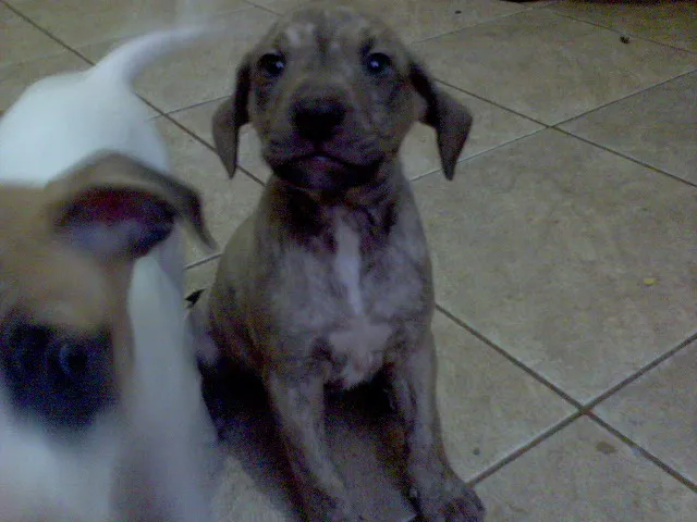 Cachorro ra a SRD idade Abaixo de 2 meses nome FILHOTES