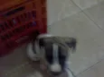 FILHOTES