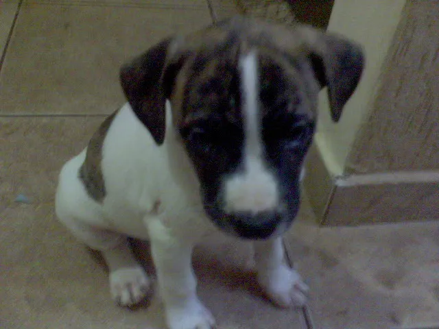 Cachorro ra a SRD idade Abaixo de 2 meses nome FILHOTES