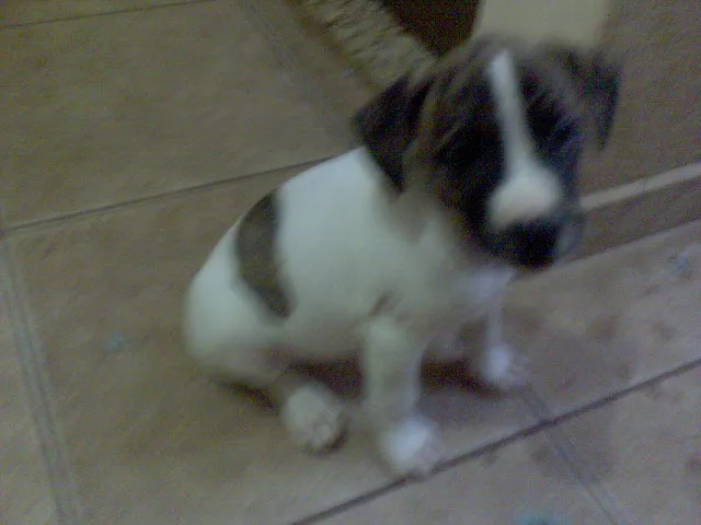 Cachorro ra a SRD idade Abaixo de 2 meses nome FILHOTES