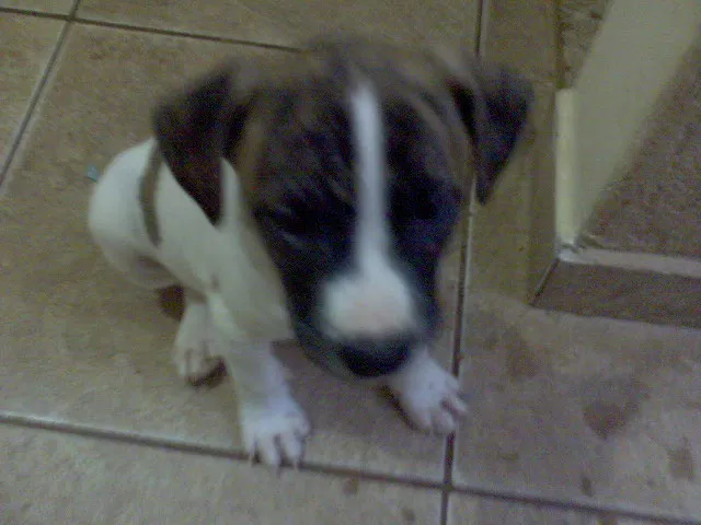 Cachorro ra a SRD idade Abaixo de 2 meses nome FILHOTES